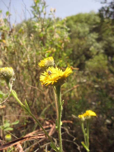 Pulicaria odora